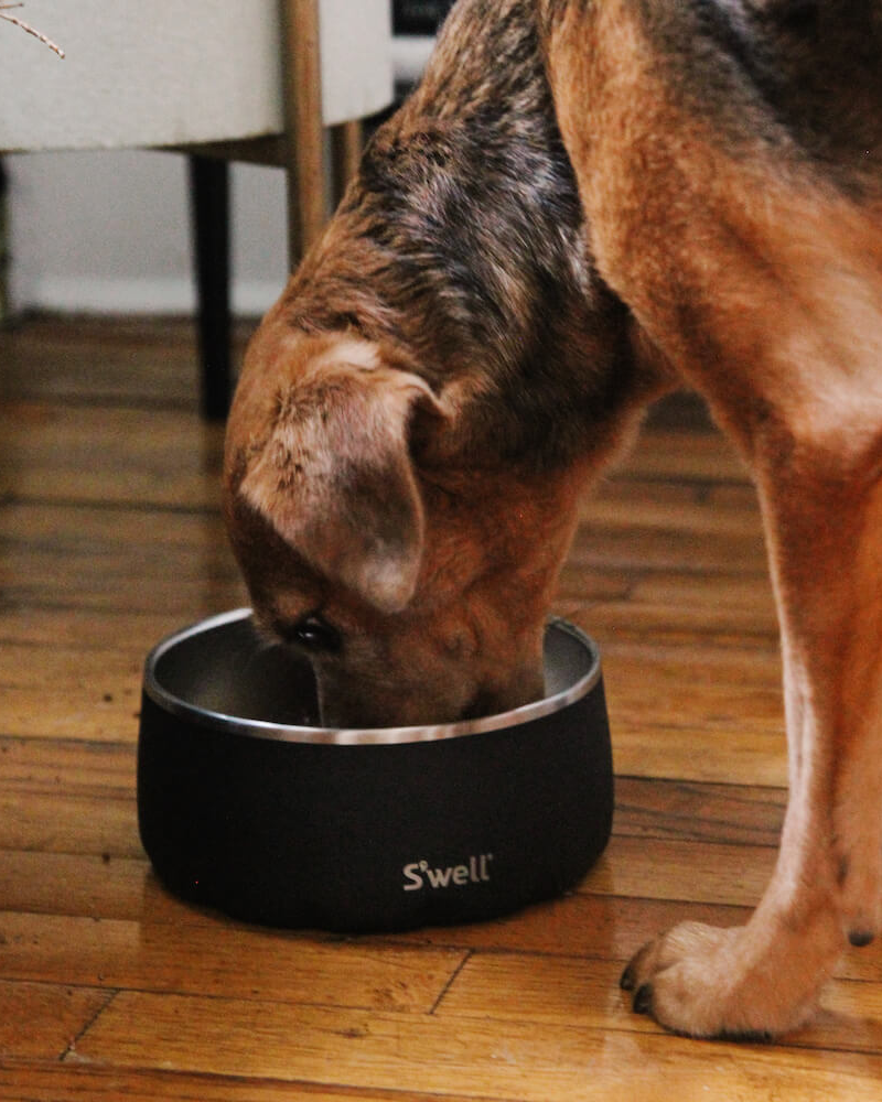 Stainless Steel Dog Bowl in Onyx