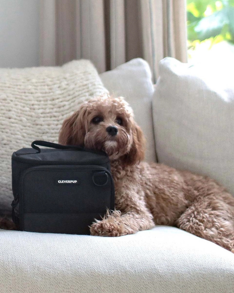 Bistro Box Dog Food Travel Kit in Graphite or Heather Grey