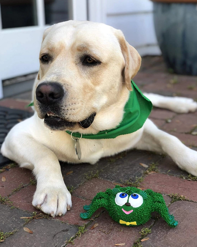 Sensory Spider Rubber Squeaky Dog Toy