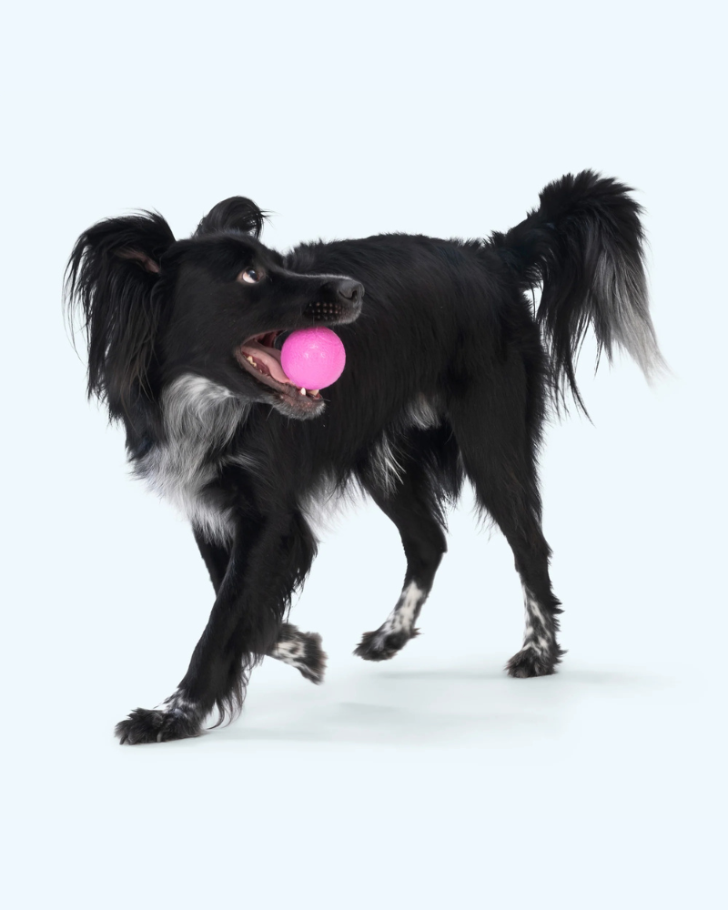 Boundr™ Squishy Dog Ball (2-Pack)