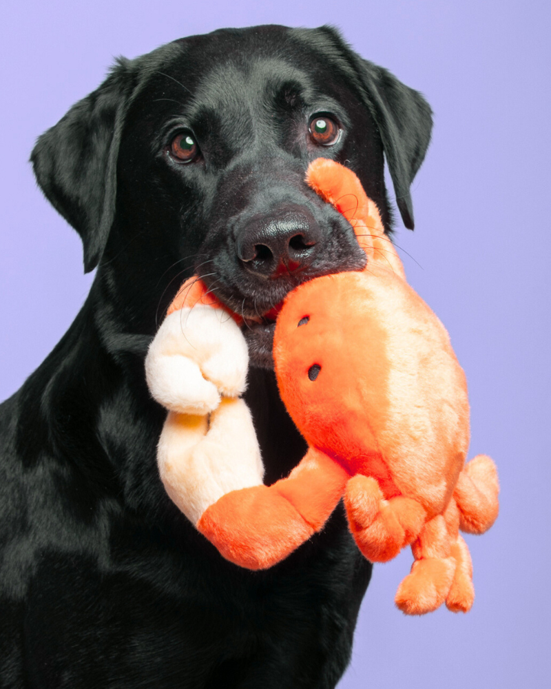 Phyllis the Crab Plush Squeaky Dog Toy