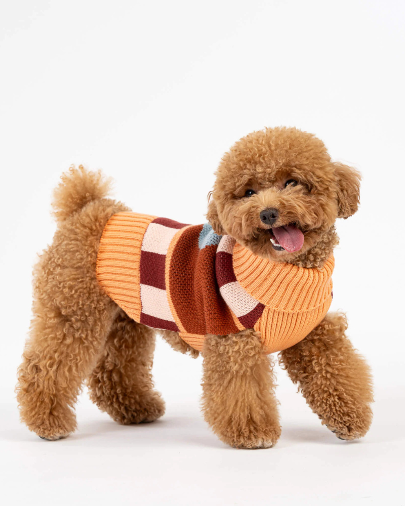 Stripe Dot Dog Sweater
