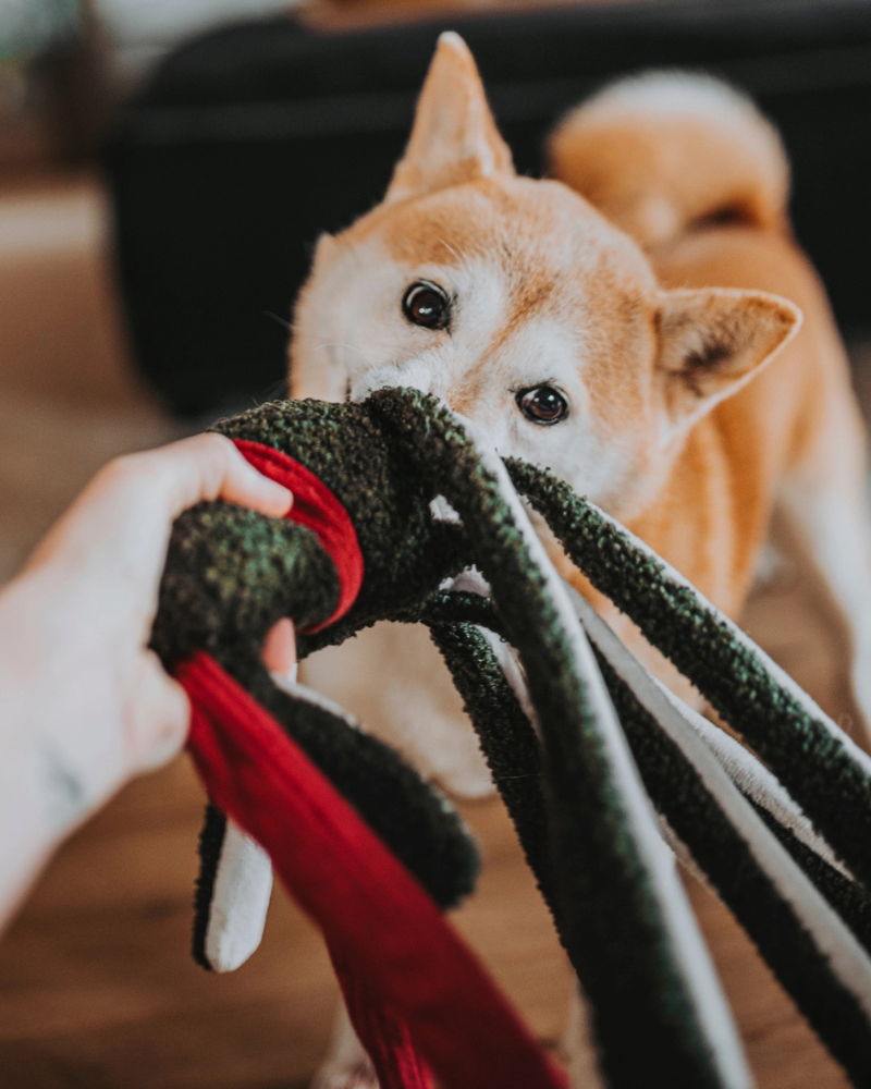 Tako Enrichment Holiday Dog Toy