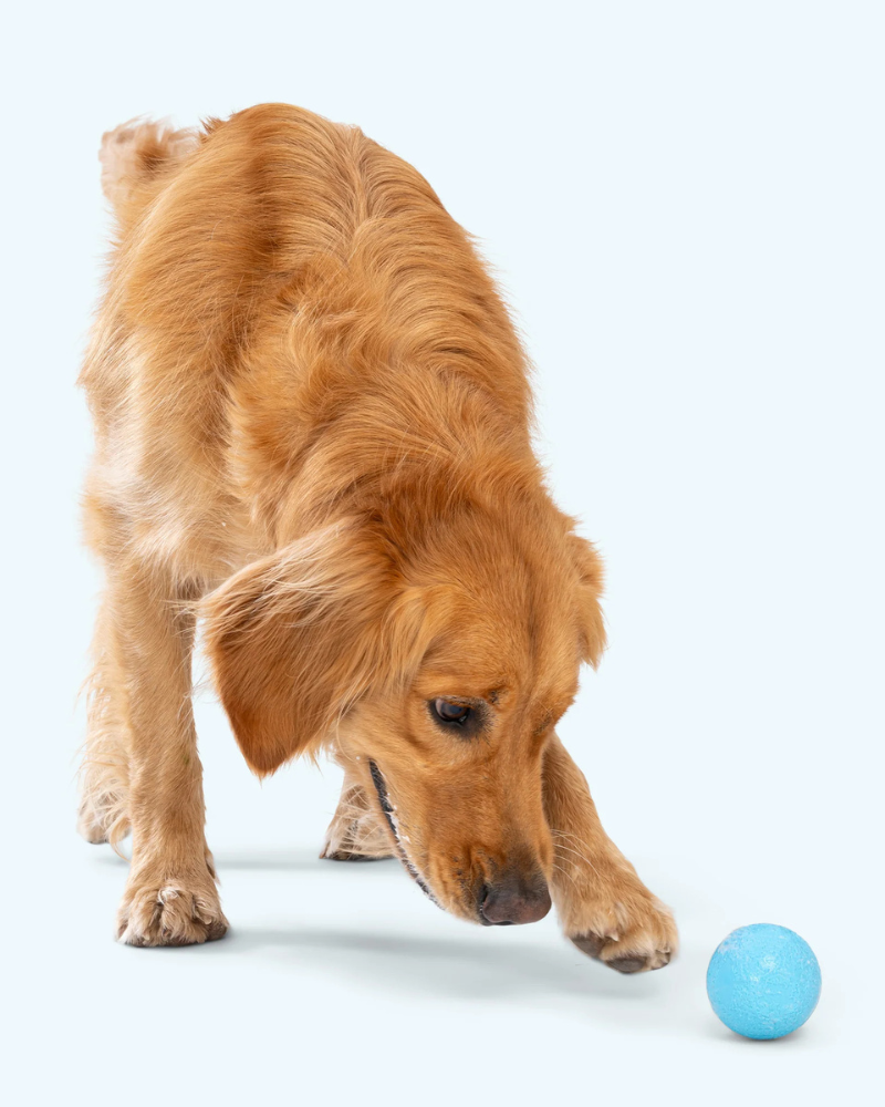Boundr™ Squishy Dog Ball (2-Pack)