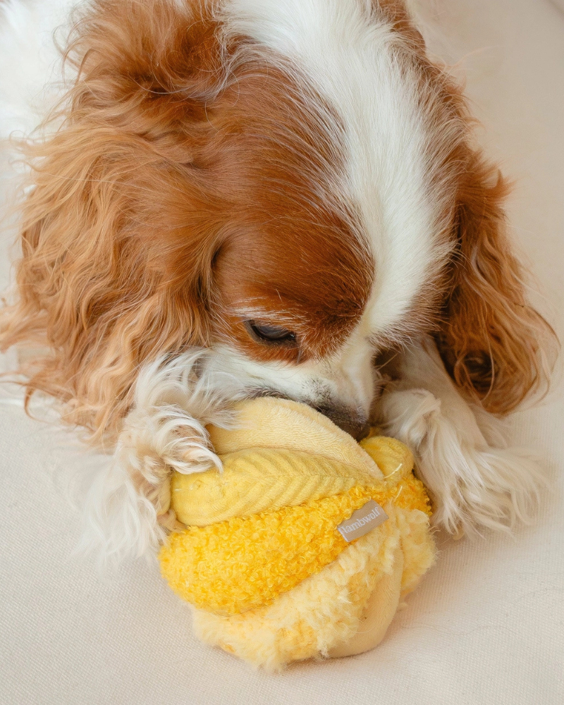 Toto Silent Interactive Snuffle Ball