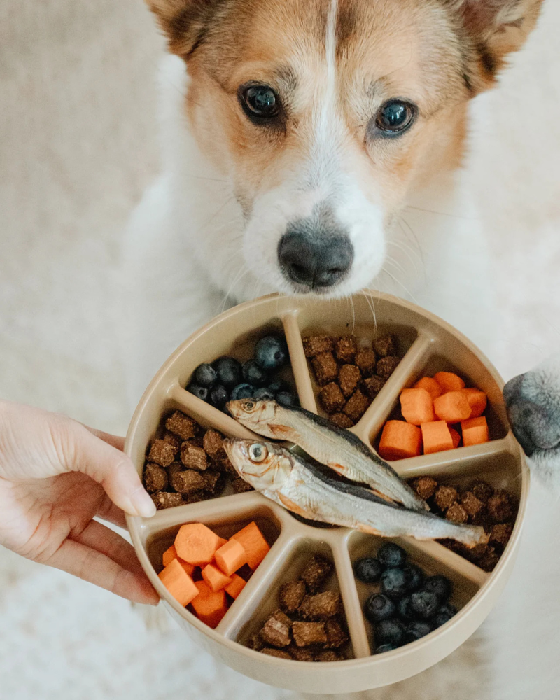 3-in-1 Bento Elevated Slow Feeder + Lick Mat