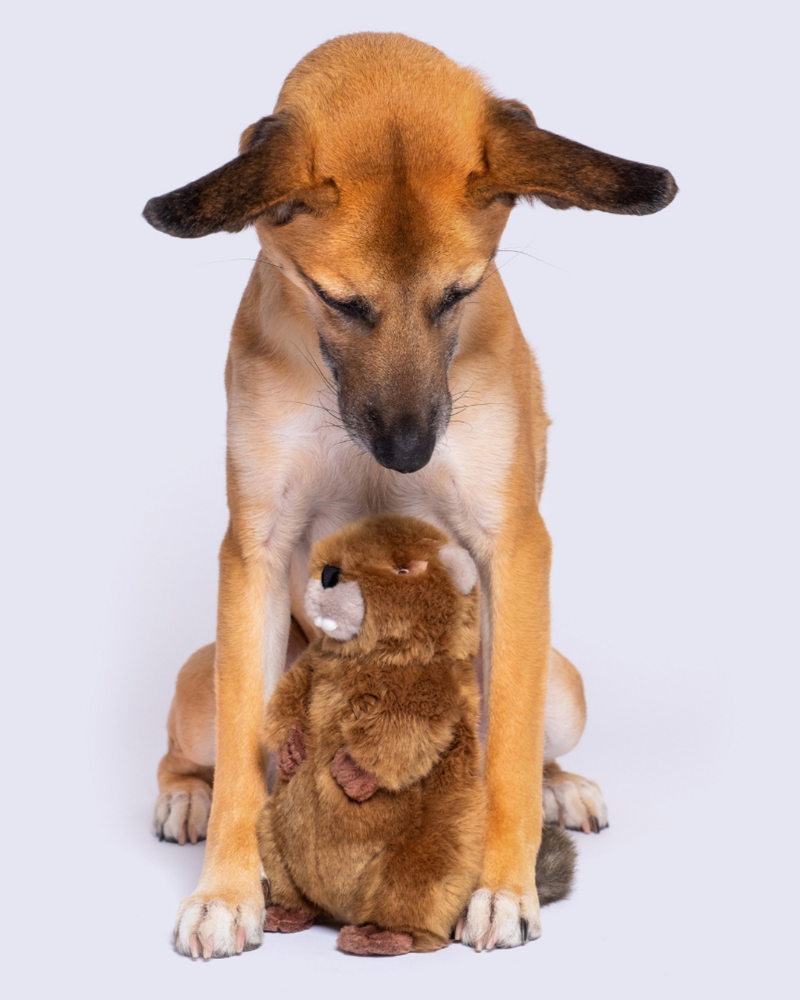 Troy the Beaver Plush Squeaky Dog Toy