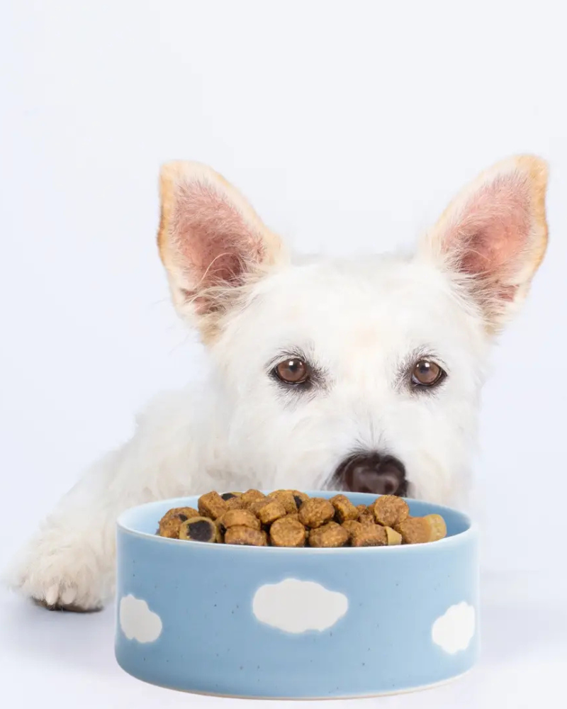 Ceramic Cloud Dog Bowl Set (Made in Portugal)