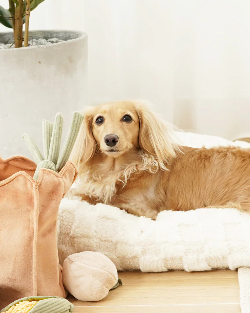 Turnip Squeaky Plush Toy for Dogs