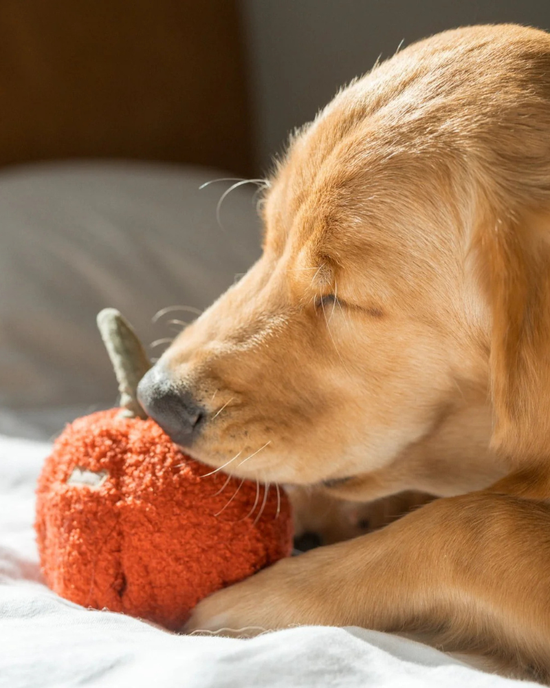 Red Pepper Enrichment Snuffle Dog Toy