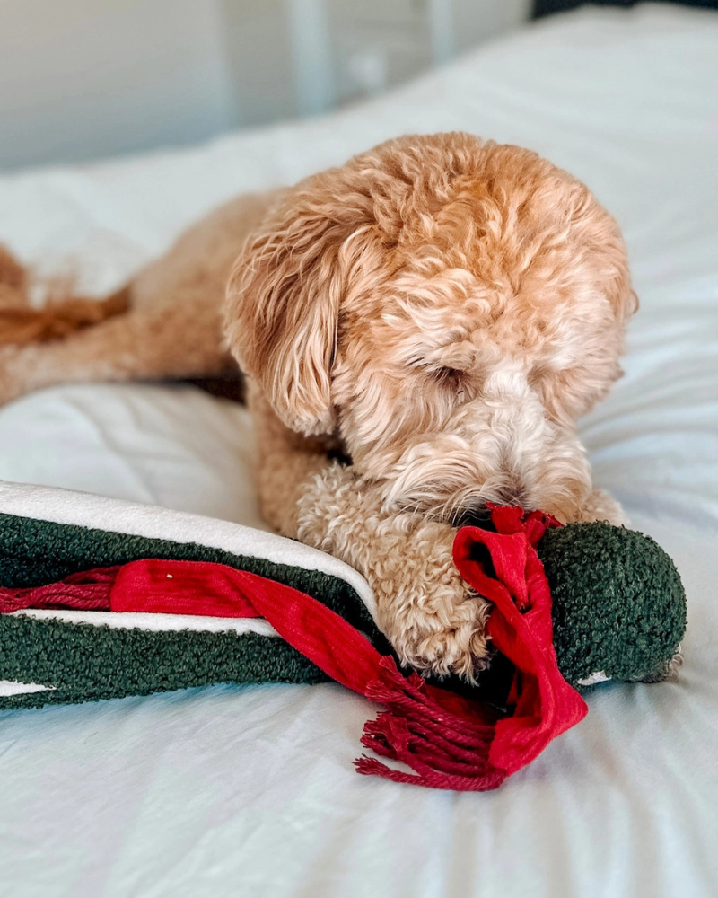 Tako Enrichment Holiday Dog Toy