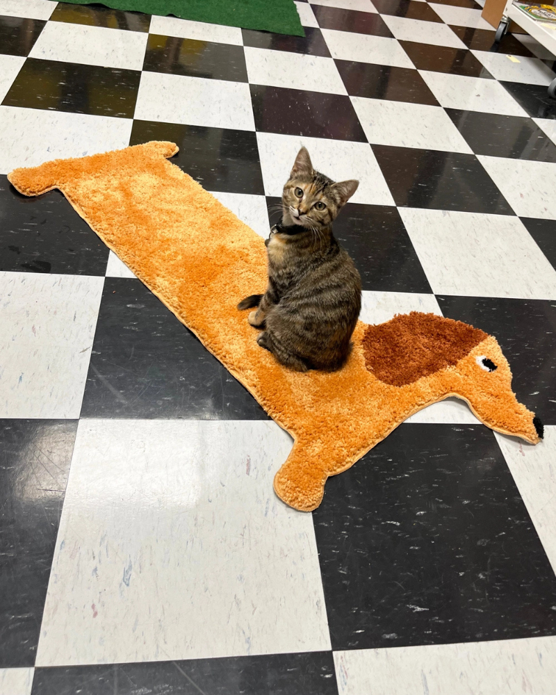 Dachshund Door, Bath + Feeding Mat