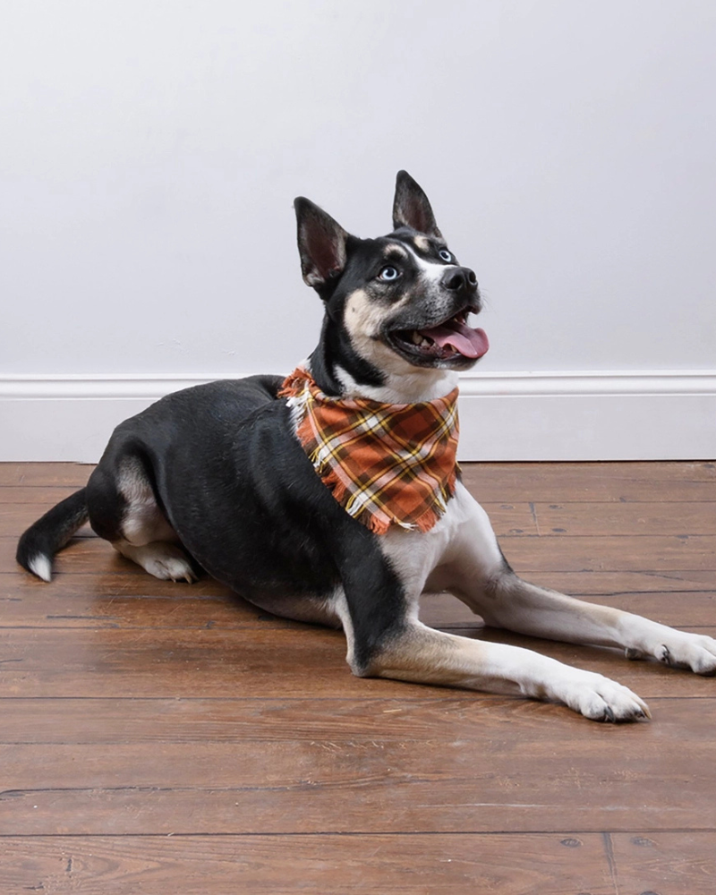 Fall Plaid Dog Banana Set (3-Pack)