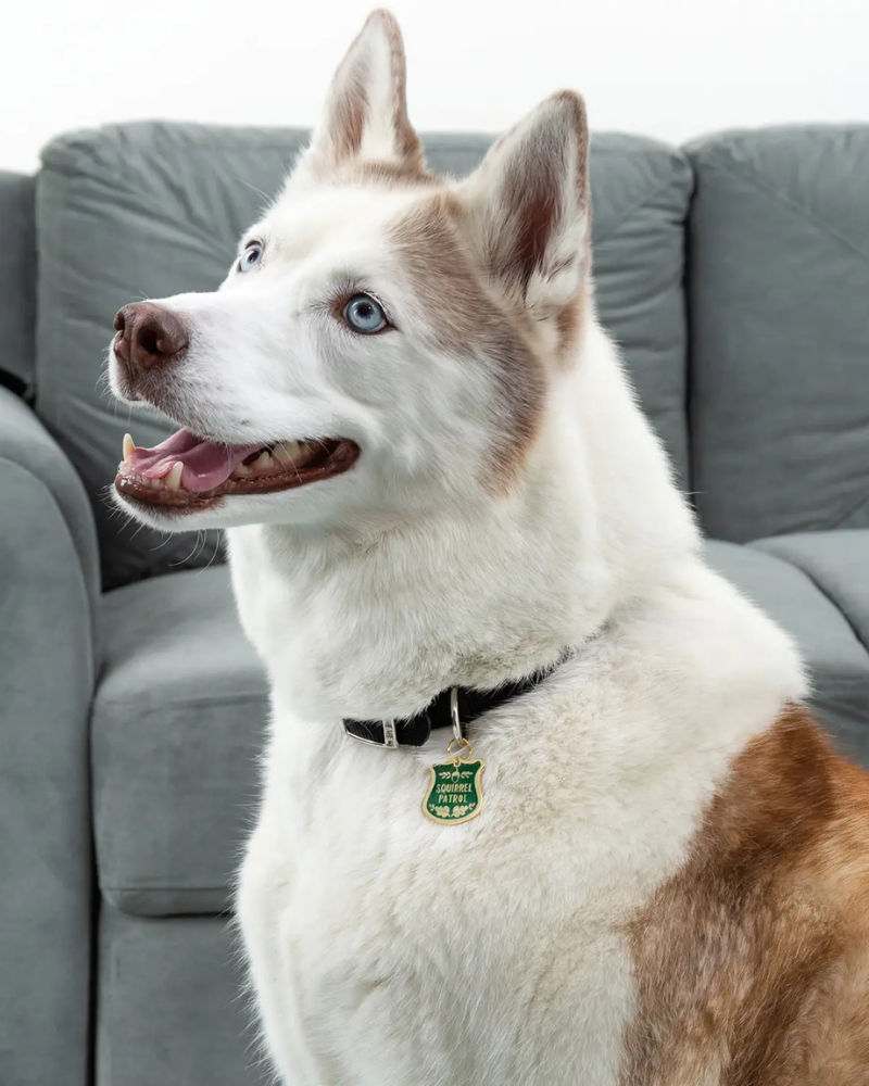 Squirrel Patrol Dog Collar Charm