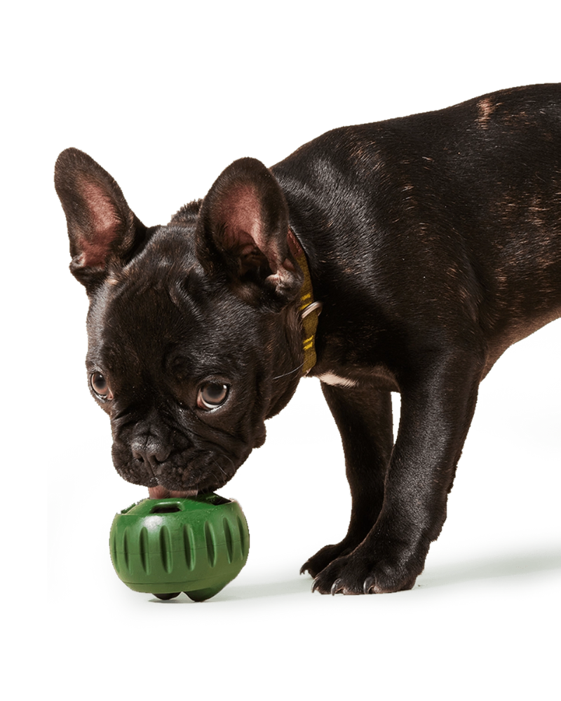 The Pupsicle Enrichment Dog Toy