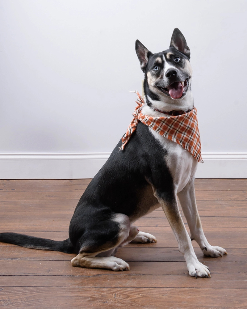 Fall Plaid Dog Banana Set (3-Pack)