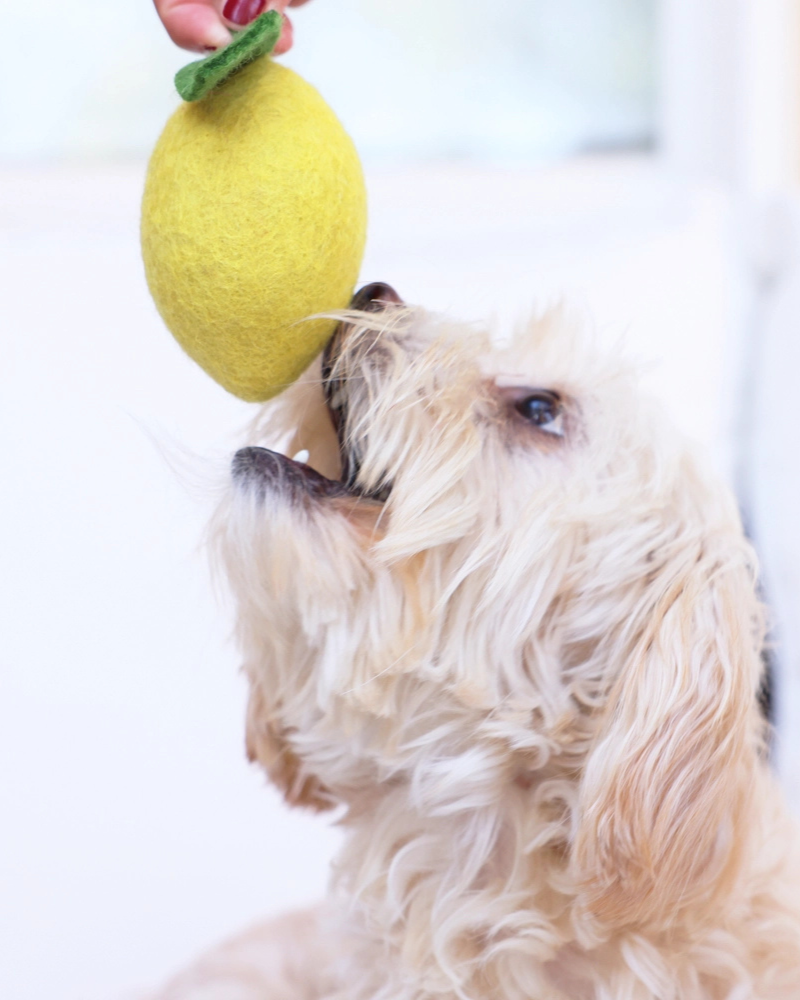 Wool Lemon Dog Toy