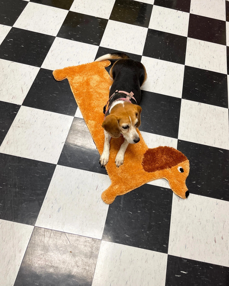 Dachshund Door, Bath + Feeding Mat