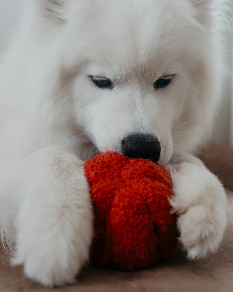 Red Pepper Enrichment Snuffle Dog Toy