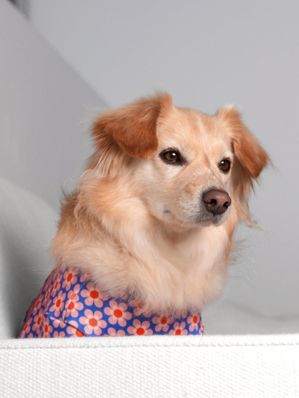 Pink Lotus Dog Shirt