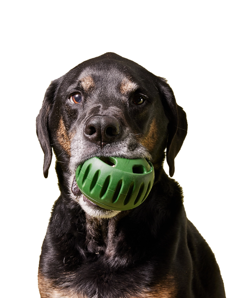 The Pupsicle Enrichment Dog Toy