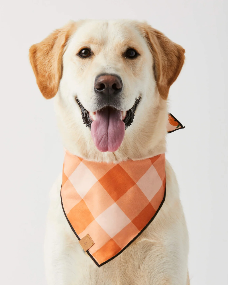 Jack-O-Lanterns Reversible Dog Bandana (Made in the USA)