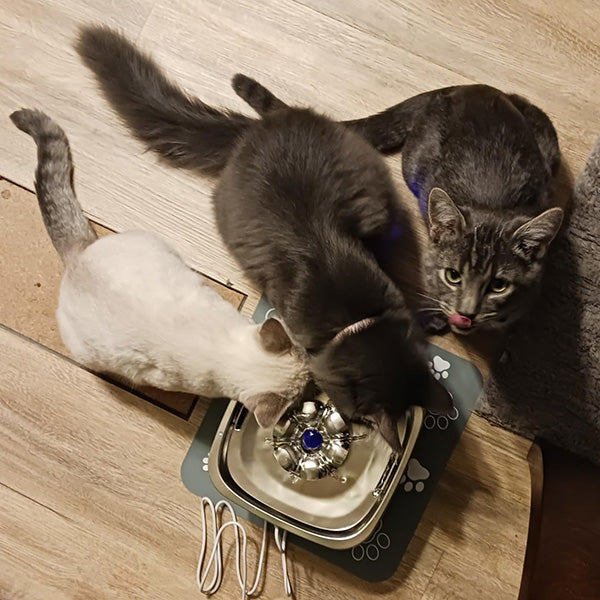 Stainless Steel Cat Water Fountain
