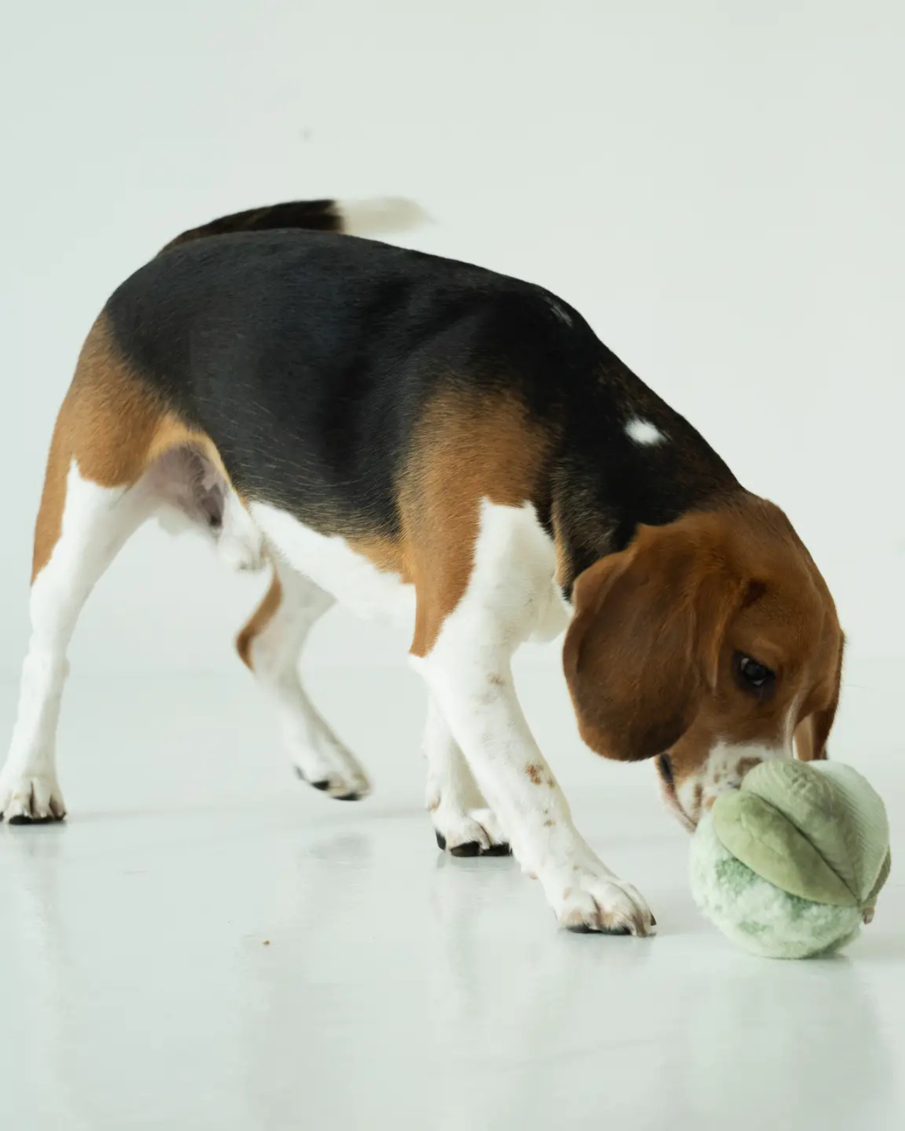 Toto Silent Interactive Snuffle Ball