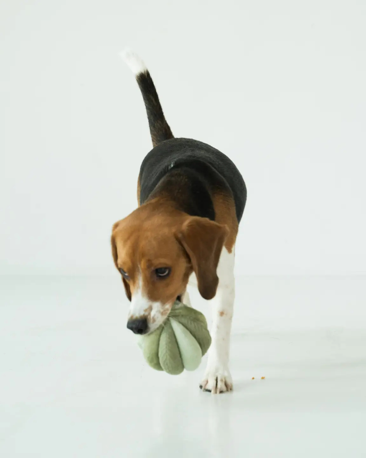 Toto Silent Interactive Snuffle Ball