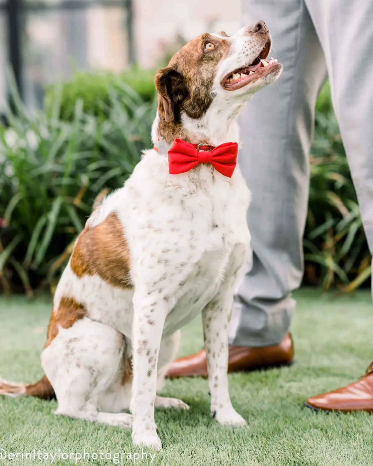 Ruby Dog Bow Tie (Made in the USA)