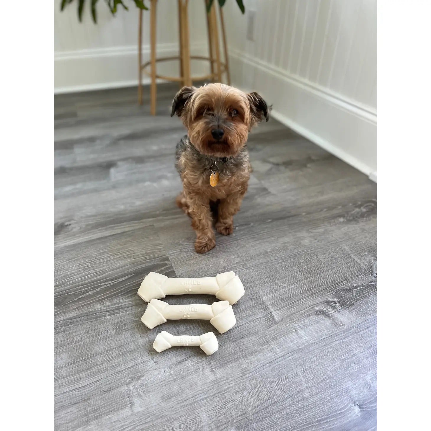 Squeaky Latex Dog Bone Toy