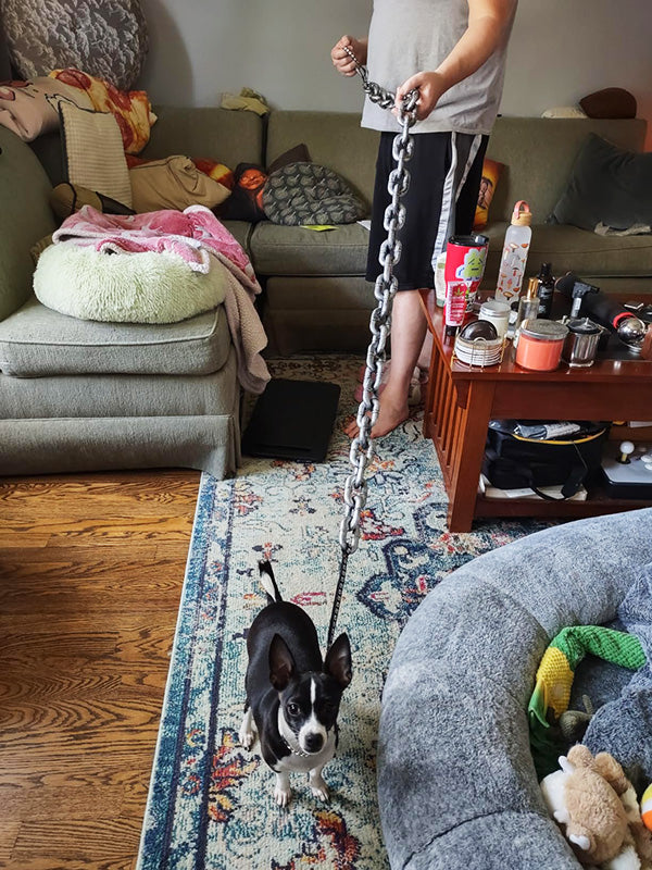 🐶The Chain Paws - 2025 Funniest Pet Chain🔒