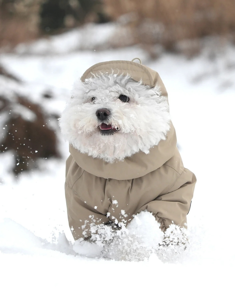 Fleece-Lined Winter Coverall for Dogs (in Black, Lavender or Tan)