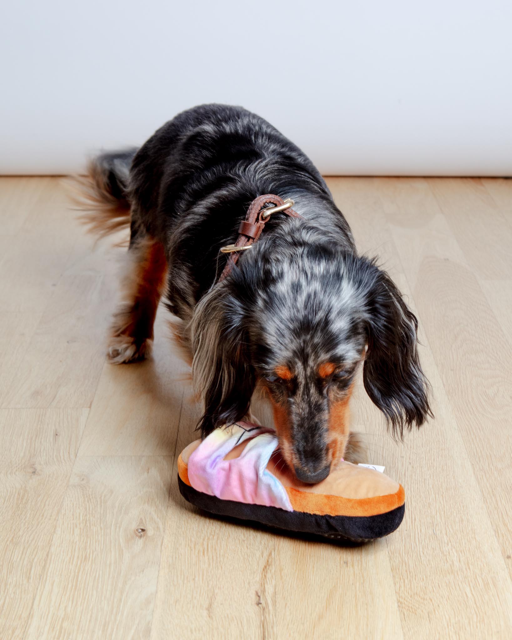 Barkenstock Rainbow Sandal Squeaky Dog Toy
