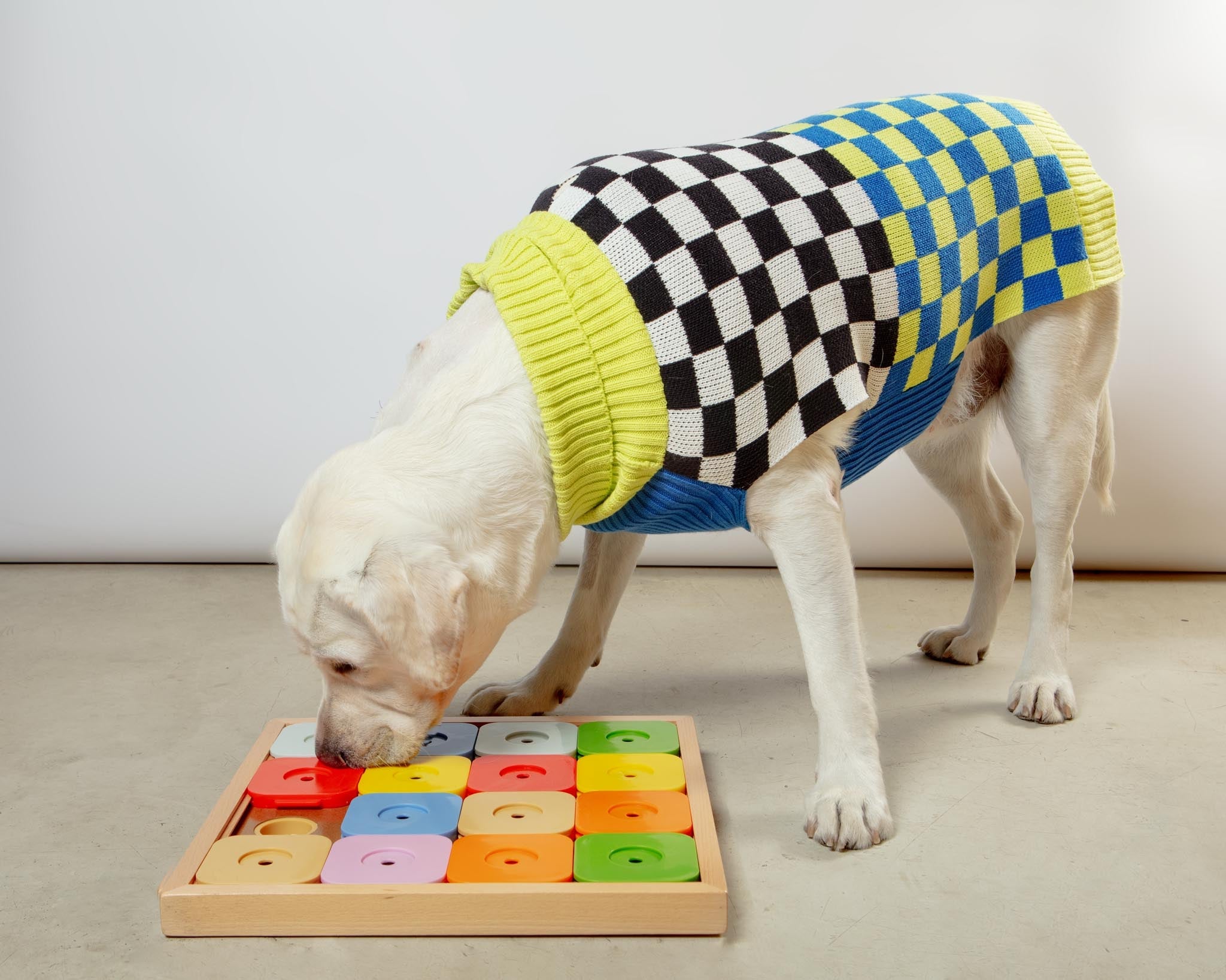 Sudoku Dog Treat Puzzle Game in Rainbow Edition (16 squares)