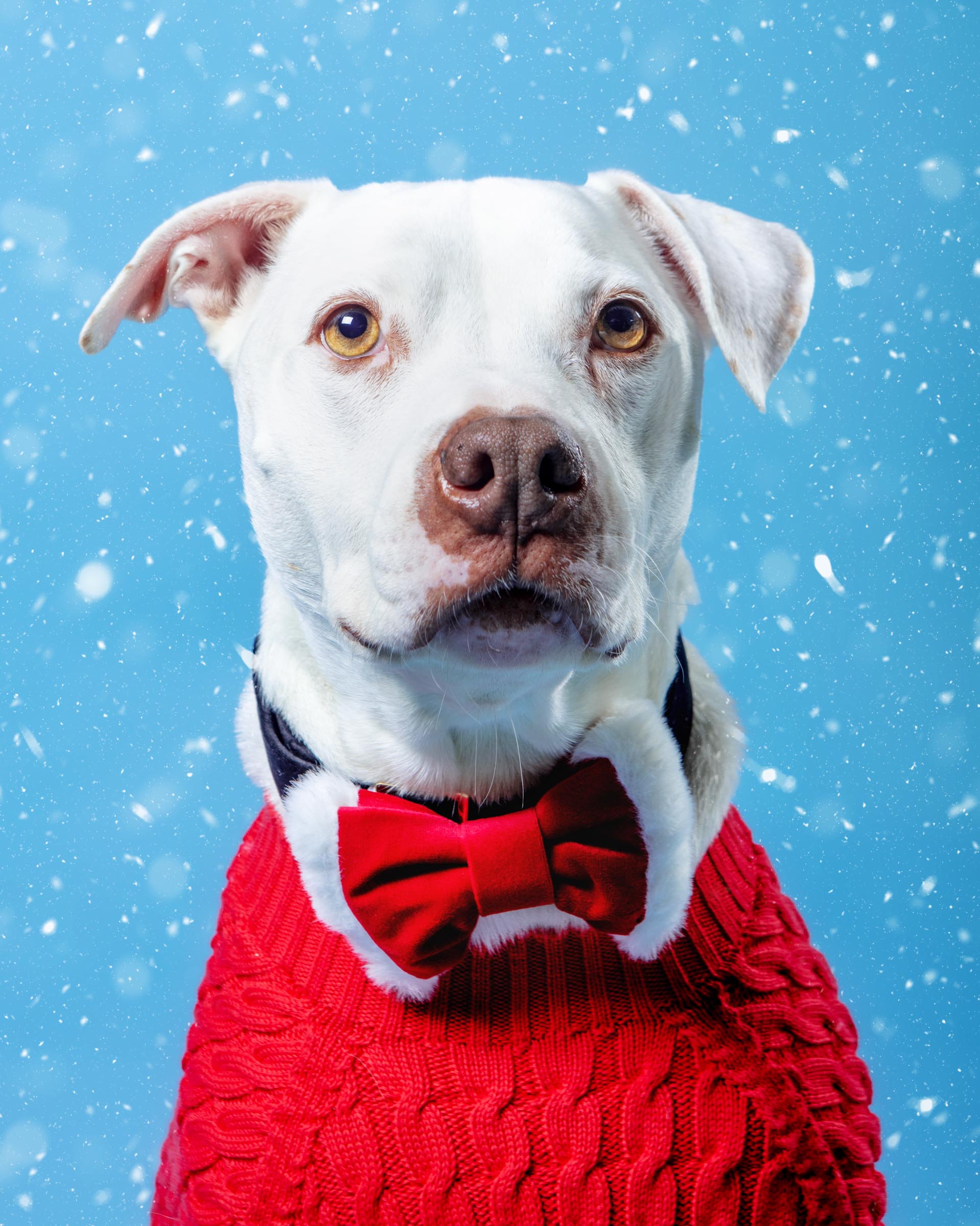 Santa Paws Dog Bow Tie
