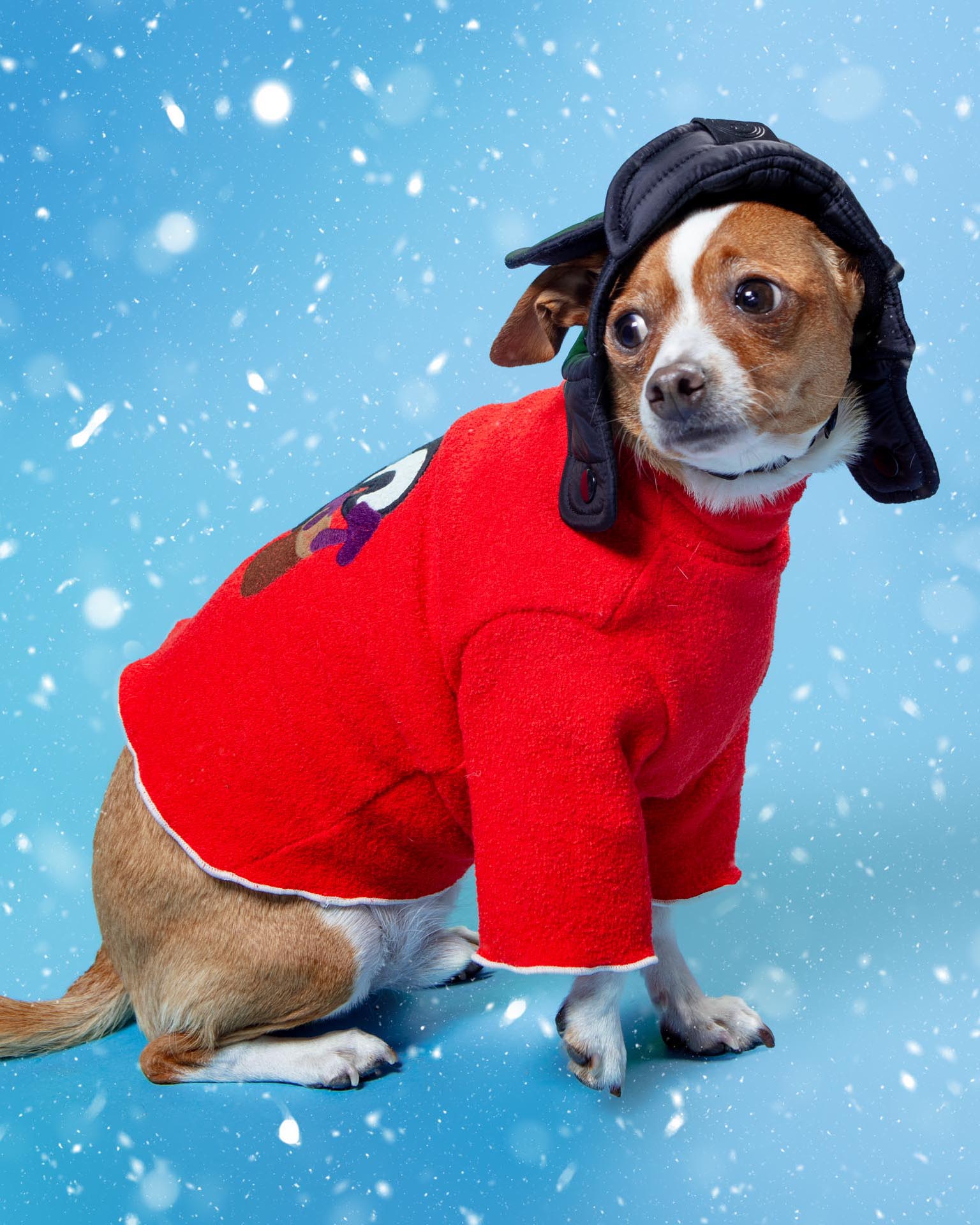 Skunk & Mushroom Dog Shirt