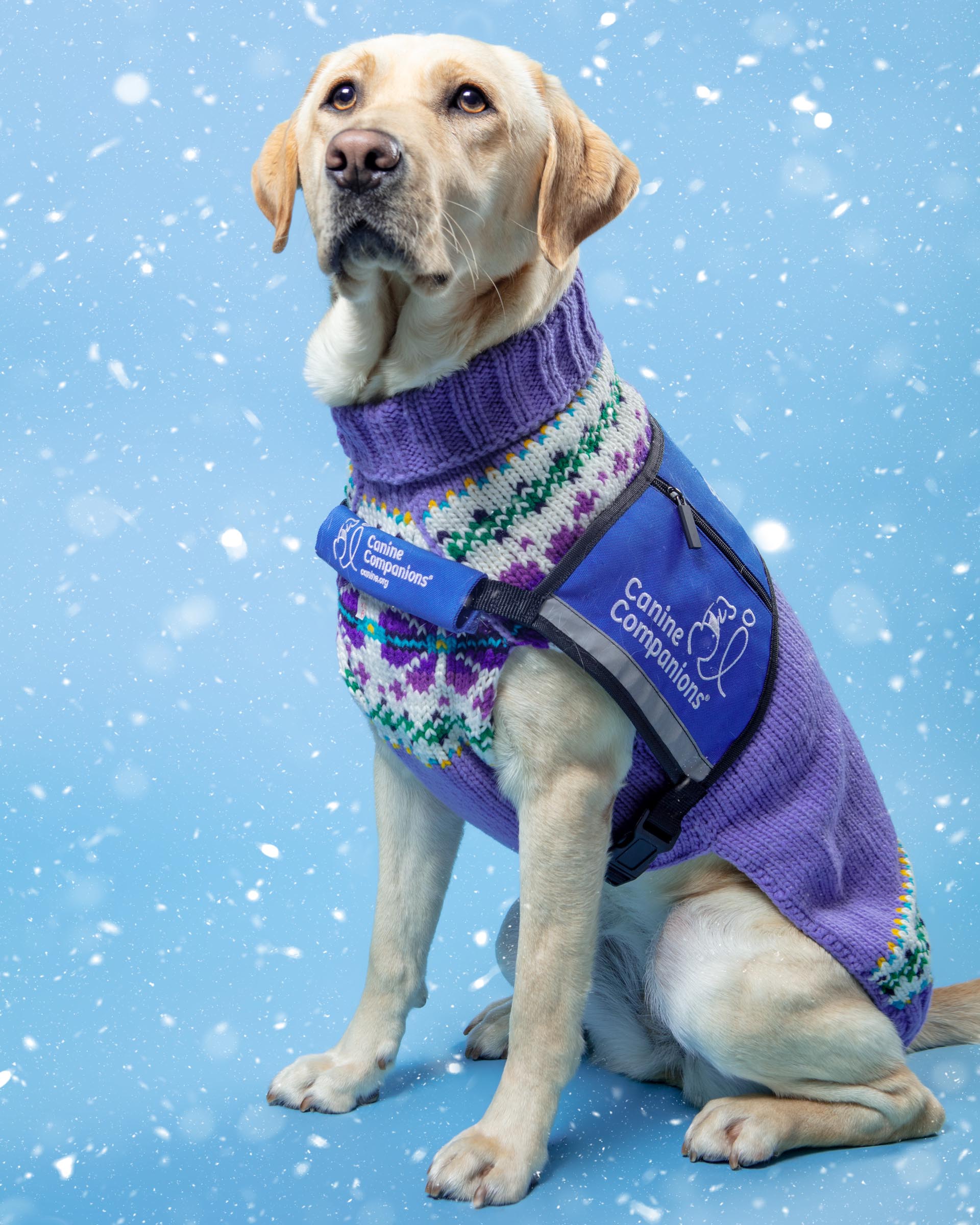 Lavender Flowers Wool Dog Sweater