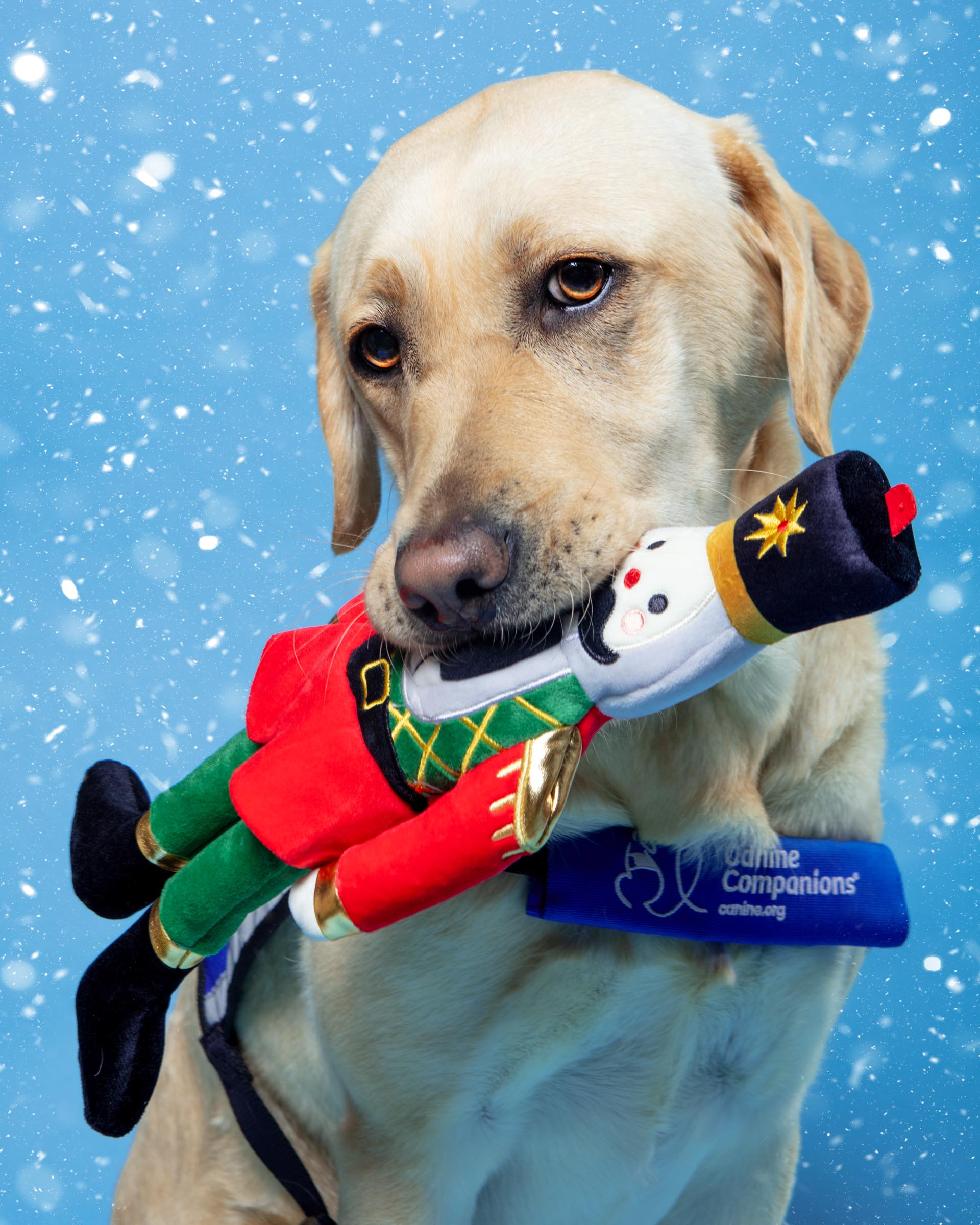 The Nutcracker Crinkly Plush Dog Toy