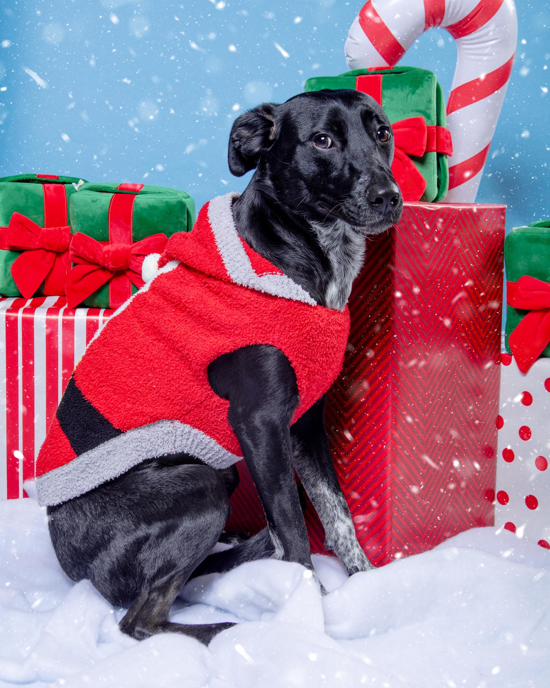 Chenille Santa Dog Hoodie