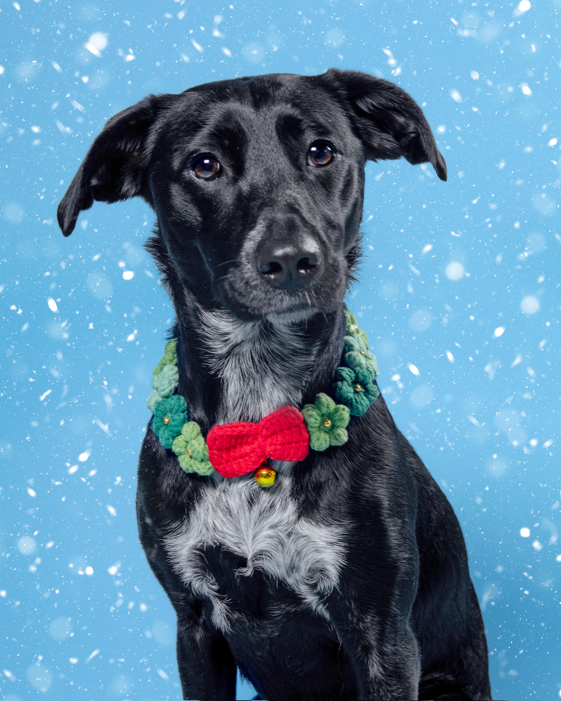 Christmas Bowtie Collar w/ Bell Crochet Pet Bandana