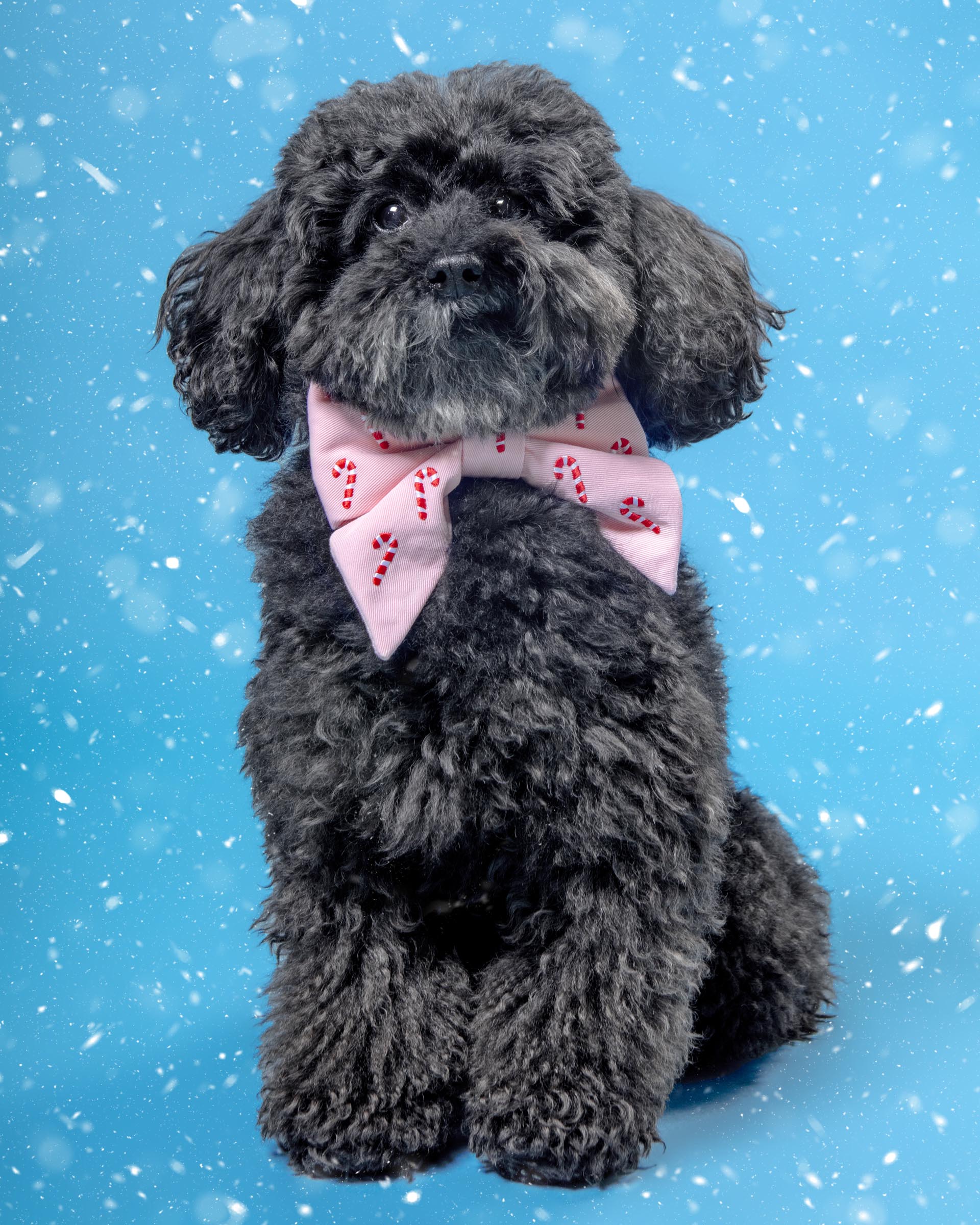 Blush Pink Embroidered Candy Canes Lady Dog Bow (Made in the USA)