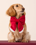 Santa Paws Red Velvet Lady Dog Bow