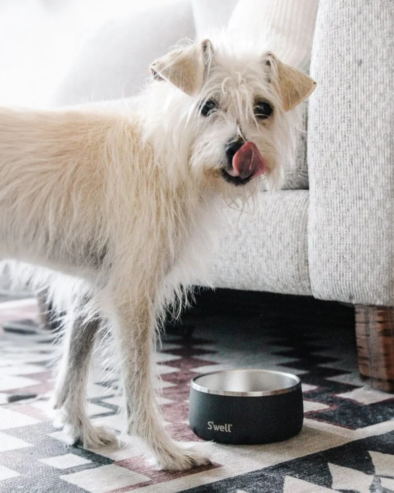 Stainless Steel Dog Bowl in Onyx