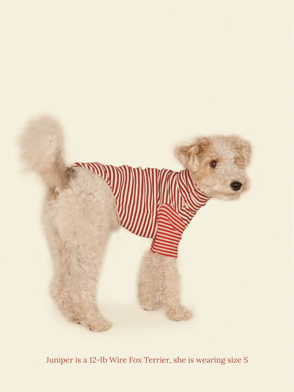 Earth and Fire Ribbed Dog Shirt