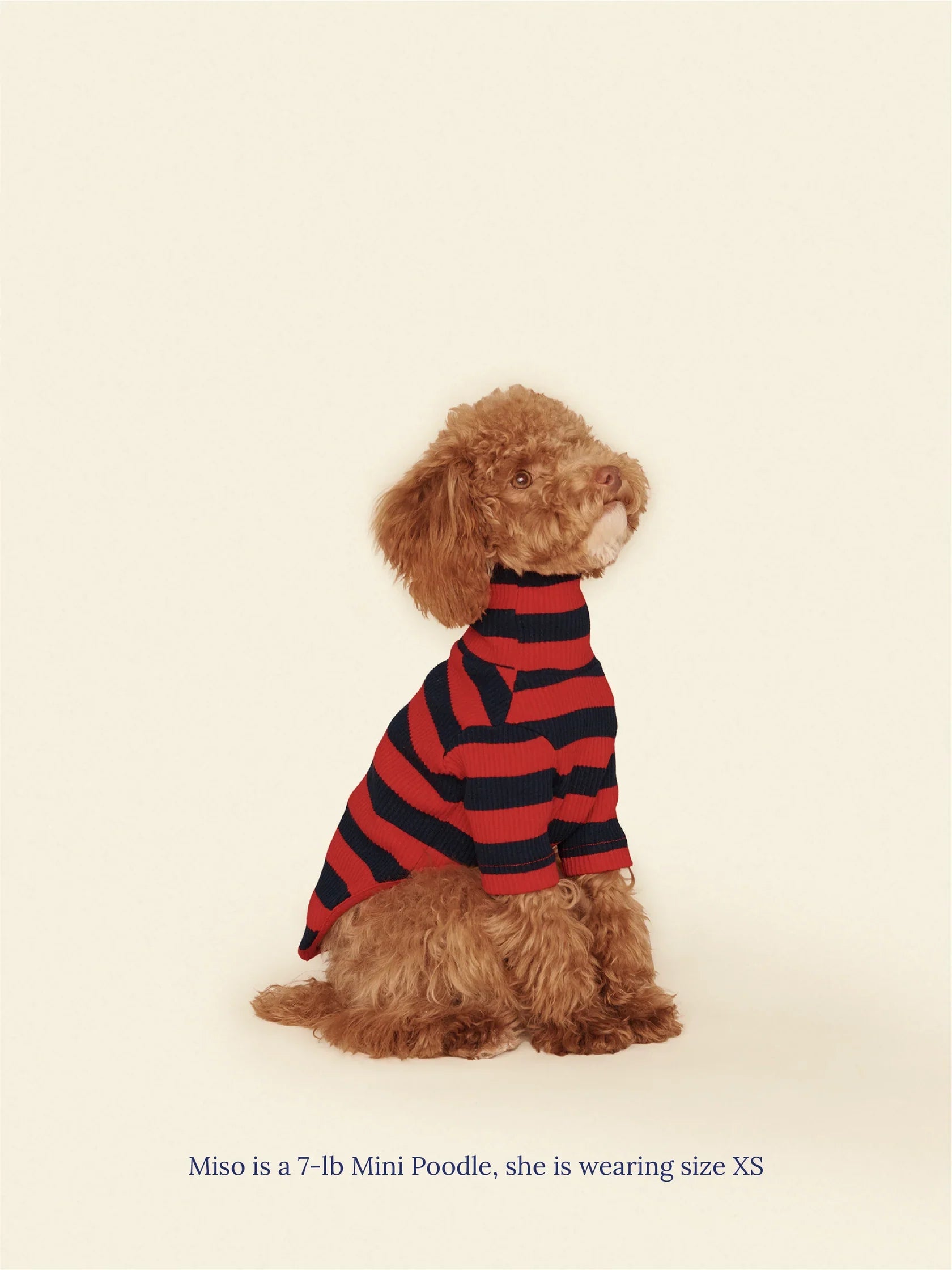 Ivy League Ribbed Dog Shirt