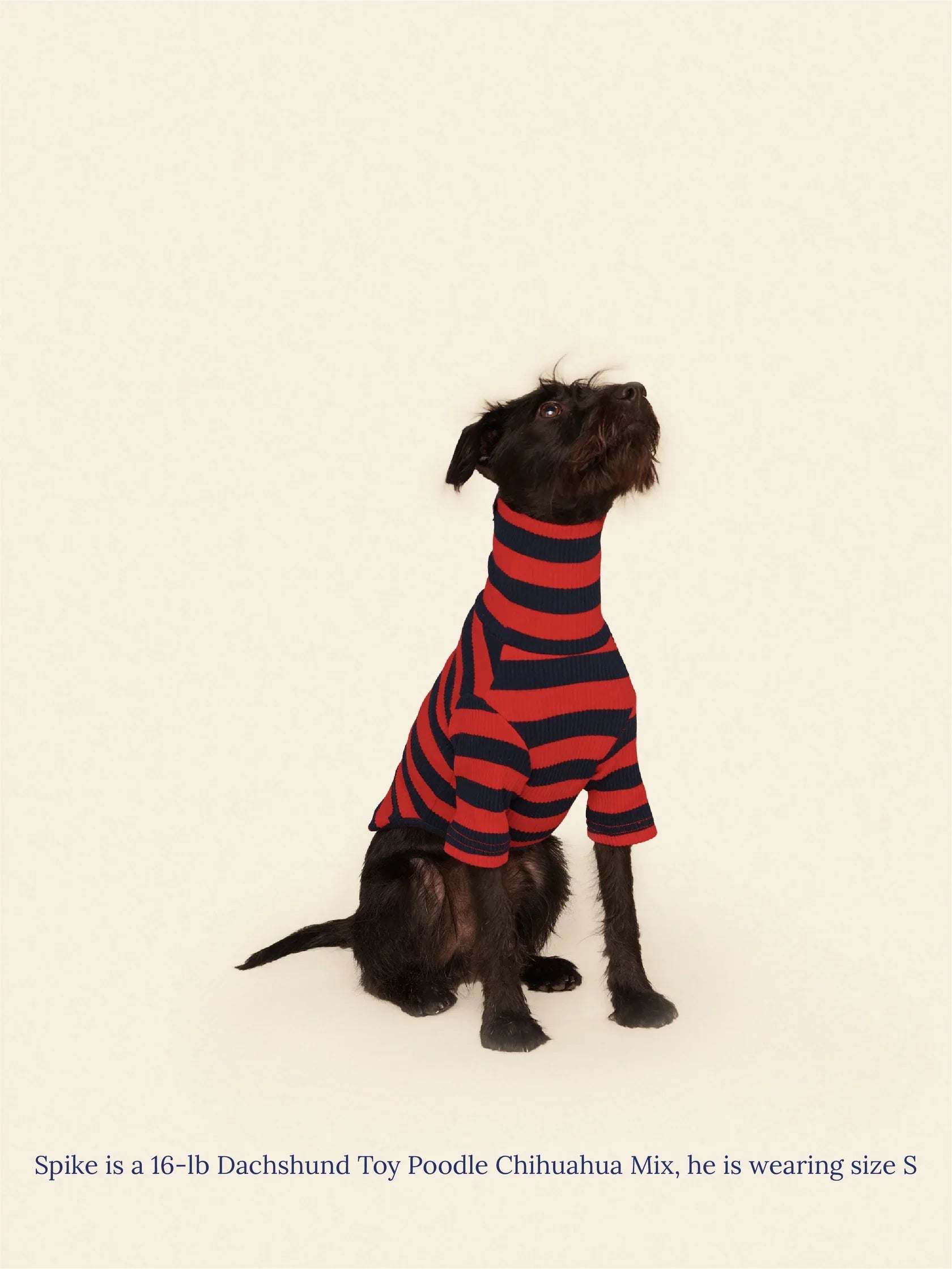 Ivy League Ribbed Dog Shirt